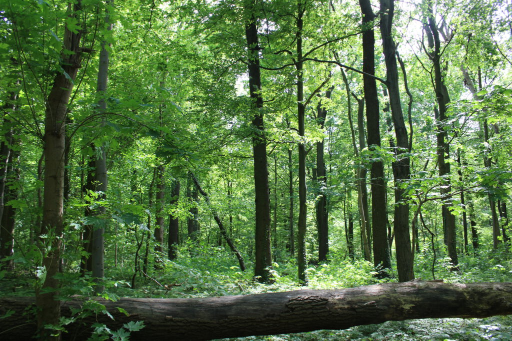 Eilenriede, Hannover